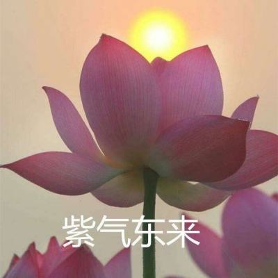 想不想修真应用宝版本下载